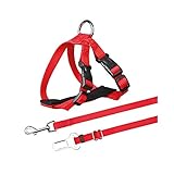 Gurt und Gürtel Sicherheit Katzen, 20 – 50 cm, Rot