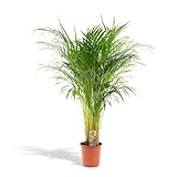 Goldfruchtpalme - Areca-Palme - Zimmerpflanze - Ø21cm - 110cm