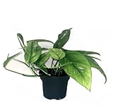 Epipremnum Cebu Blue - Pflegeleichte Exotische Zimmerpflanze ca. 15 cm Topf 6 cm |...