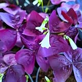 Oxalis Burgundy Wine - Sauerklee 5 Rhizome