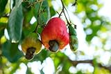 Anacardium occidentale Cashew-Nuss Cashewbaum Kaschubaum 3 Samen sehr selten
