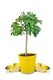 Meine Orangerie Amalfi Zitronenbaum - echte Amalfi-Zitrone (Sfusato Amalfitano) -...