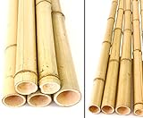 bambus-discount.com 1x Bambusrohr gelb 150cm mit 4,8-6,5cm Durchmesser - 1,5m...