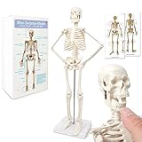 Mini-Mensch-Skelett-Modell Für Anatomie, 17,7'(45cm)-Ganzkörper-Mensch-Skelett-Modell...
