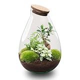Drop XL Grun - Flaschengarten mit Korken - DIY Terrarium mit Pflanzen im Glas -...