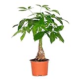Pachira Aquatica - Geldbaum Zimmerpflanze - Glücksbaum - Money Plant -...