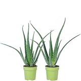 2er-Set Echte Aloe - pflegeleichte Zimmerpflanze, Aloe vera - Höhe ca. 40 cm,...