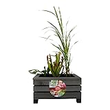 UNUS Miniatur Teichbecken, Miniteich in Holzkiste mit separatem Plastikeinsatz,...