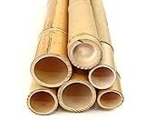 5er Set Bambusrohr gelb, Moso Bambus Gebleicht, Durchmesser 7 - 8cm, Länge...