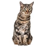 Katzen Fensterbild I lebensecht groß I beidseitig bedruckt I Fenster-Aufkleber...