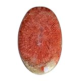 Ravishing Impressions Natürliche rote Hornkoralle, 15 Karat, Cabochon, Größe 24 x 15 x...