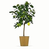 Bloomify® Zitronenbaum “Zeus” | 60 bis 90 cm | Fruchtreife Zitrone perfekt für...