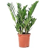 Glücksfeder - pflegeleichte Zimmerpflanze, Zamioculcas zamiifolia 3+ - Höhe ca. 55 cm,...