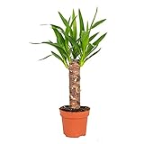 Bloomique - Yucca Elephantipes - Yucca Palme - Palmlilie - Zimmerpflanzen - Pflegeleicht -...
