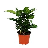 Exotenherz - Kaffeepflanze - Coffea arabica - 1 Pflanze - pflegeleicht - luftreinigend -...