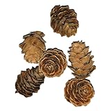 jojofuny 50 Stück Kleiner Tannenzapfen weihnachtsdeko Tannenzapfen im Herbst ernten...