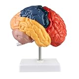 ERWEY Menschliches Gehirn Anatomisches Modell mit Basis der rechten Hemisphäre...
