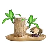 Huasean Mini-Glücksholz Aus Brasilien | Brasilianische Holzpflanze | Hydrokulturpflanze...