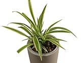 Grünlilie (Chlorophytum comosum ‘Atlantic‘) – Luftreinigende Zimmerpflanze –...