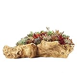 Treibholz Pflanzer Skulptur Harz Sukkulenten Pflanzer Rustikaler Stumpf Kaktus Container...