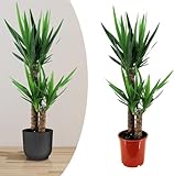 Happy Plants Yucca Palme groß I 80 cm x ⌀17 cm, Palmen Pflanzen...