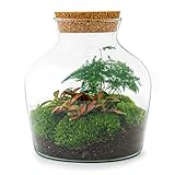 Flaschengarten • Little Joe • Ökosystem mit Pflanzen im Glas • ↑ 21,5 cm - DIY -...