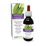 Spitzwegerich oder Lungenblattl (Plantago lanceolata) Blätter Alkoholfreier Urtinktur...
