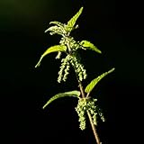 300 pcs brennnessel samen bio - Urtica dioica - kräuterbeet für die küche,...