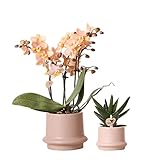 Kolibri Company - Pflanzenset Ringtopf Sand | Set mit duftender Phalaenopsis Orchidee...