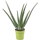 Echte Aloe - pflegeleichte Zimmerpflanze, Aloe vera - Höhe ca. 40 cm, Topf-Ø...