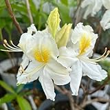 rhododendron pflanze samen gartenblumen, zimmerpflanzen samen, seltene pflanzen azalee...
