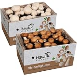 Hawlik Pilzbrut - 2x Champignon Pilzkulturen Zuchtbox - Pilze züchten für Anfänger -...