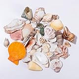 120g Deko Muscheln Deko, Shells Bastelmuscheln, Meeresmuscheln Gemischte Strand Muscheln...