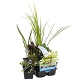 Bloomique - 6er Set - Reinigende Teichpflanzen - Wasserpflanzen Miniteich - Zone 1 & 2 -...