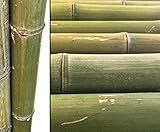 1x Bambusrohr 180cm naturgrün unbehandelt mit dickem XL Durchmesser von 8 bis 9cm