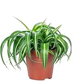 Grünlilie 'Bonnie' - pflegeleichte Zimmerpflanze, Chlorophytum Comosum - Höhe ca. 25 cm,...