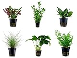 Tropica Einsteiger Set mit 6 einfachen Topf Pflanzen Aquariumpflanzenset Nr.3...