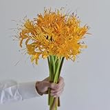 lycoris radiata zwiebeln - spinnenlilie - blühwiese mehrjährig, zimmerbonsai bonsai...