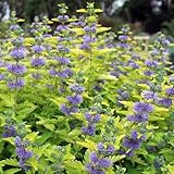 bartblumesamen, winterharte kübelpflanzen, hecken bartblume, kräuterpflanzen schnell...