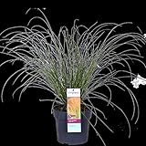 Hello Plants Carex Testacea Prairie Fire Seggen Ziergras im Ø 19 cm Pflanztopf - Höhe:...