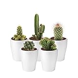vdvelde.com - Ecoworld Mini Kakteen echte pflanzen mit Keramik kaktus topf - 5...