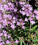 Deutscher Thymian Samen Bodendecker 10000 Samen Thymus vulgaris bienenfreundliche Pflanze...