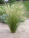 3 x Stipa tenuissima 'Pony Tails' 1 Liter (Ziergras/Gräser/Stauden/winterhart)...