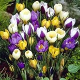 Frühblühende Krokus Mischung - 20 blumenzwiebeln