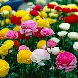 Ranunkeln Mehrfarbig - 50 Blumenzwiebeln - Asiatische Hahnenfuß - Mischung in 5...