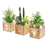 BEGONDIS Set von 3 künstlichen Sukkulenten mit Led-Leuchten in Holzkiste, künstliche...