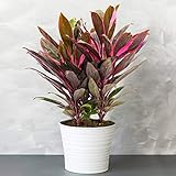 1 x Cordyline Tango (Keulenlilie) - Vielfarbige Luftreinigende Zimmerpflanzen -...
