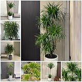20 pcs drachenbaum winterhart samen - Dracaena draco - winterharte stauden für pralle...