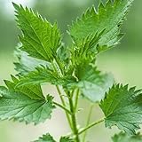 100 pcs brennnessel samen bio - Urtica dioica - gartengeschenke, samen balkon...