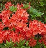 Japanische Azalee Brilliant Orange 20-25cm - Rhododendron obtusum - Zwerg...